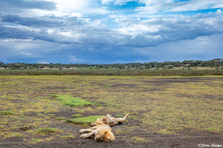 Lions in the Mud