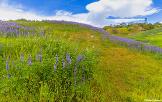 Lupine Hill