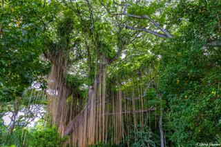 Magical Enchanted Forest