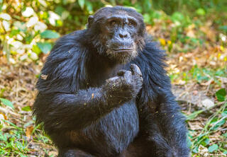 Mahale Chimp