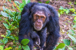 Mahale Mountains Chimpanzee