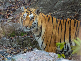 Male Bengal Tiger
