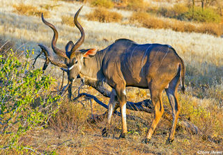 Male Kudu