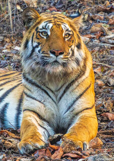 Male Tiger Portrait