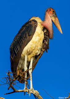Marabou Stork