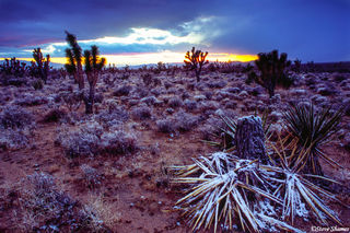 Mojave Desert Snow