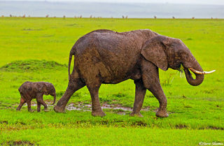 Mother Elephant With Calf