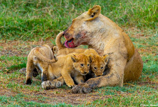 Mother Lion Licking Cubs