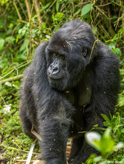 Mountain Gorilla