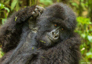 Mountain Gorilla Scratching