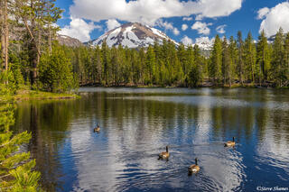 Mt Lassen Ducks