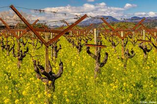 Mt. St. Helena Vineyard