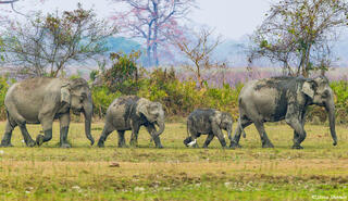 Muddy Indian Elephants