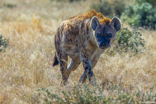 Namibia-Hyena
