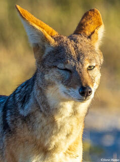 Namibia-Jackal Winking