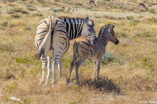 Namibia-Mother and Baby Zebra