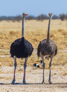 Namibia-Ostriches
