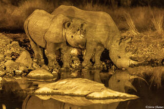 Namibia-Rhinos at Night