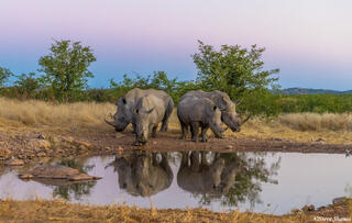 Namibia-Rhinos at Sunset