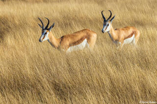 Namibia-Springboks in Grass