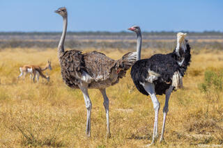 Namibia-Two Ostriches