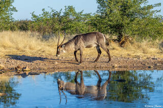 Namibia-Waterbuck