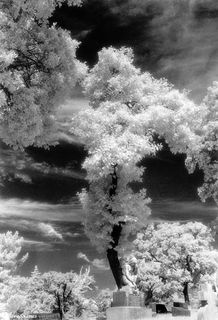 Napa Cemetery Infrared