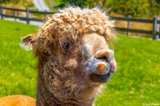 New Zealand Alpaca