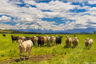 New Zealand Cows