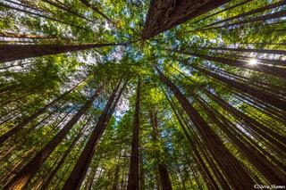 New Zealand Redwood Trees