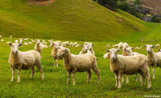 New Zealand Sheared Sheep