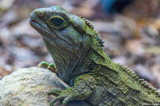 New Zealand Tuatara