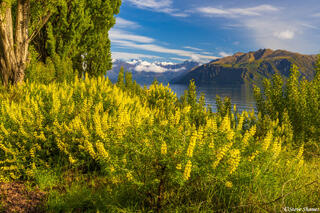 New Zealand Yellow Lupines