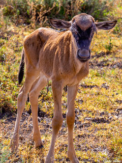 Newborn Wildebeest