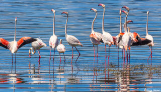 Ngorongoro-Soda Lake Flamingos