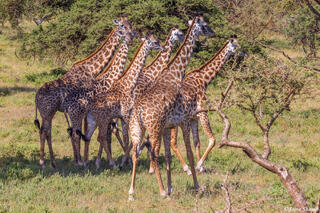 Ngorongoro-Tower of Giraffes