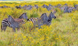 Ngorongoro-Zebras in Flower Field