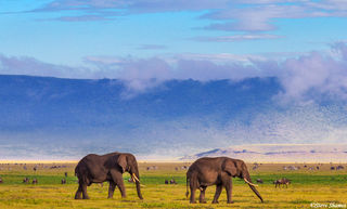 Ngorongoro Elephants