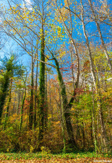 North Carolina Trees