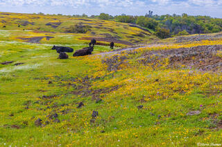 North Table Mountain Cows