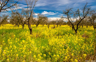 Old Orchard