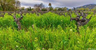 Old Overgrown Vineyard
