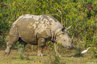 One Horned Rhino