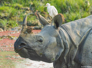 One Horned Rhino in Marsh