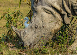 One Horned Rhino Kaziranga