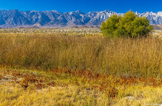 Owens River Scene
