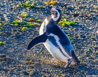 Patagonia Magellanic Penguins