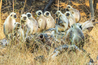 Pench National Park Langurs