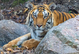 Pench Tiger Reserve