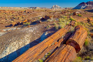 Petrified Logs